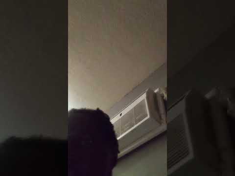 Httpsanybunny Orgnewck Mid
