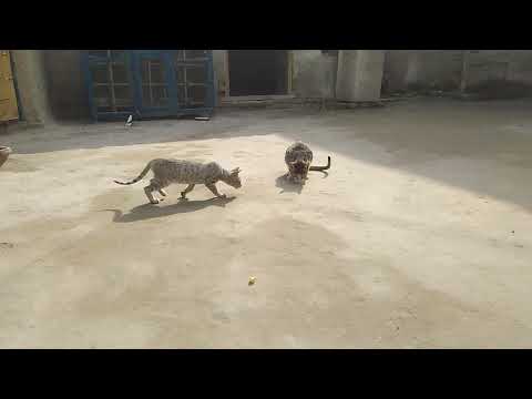 Funniest Baby And Cat Are Best Friends #2 - Cute Babies and Cats Videos