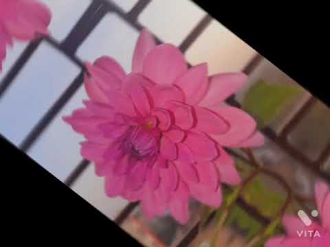 || My garden flowers 🌼 || Hari Darshan with Punita ||