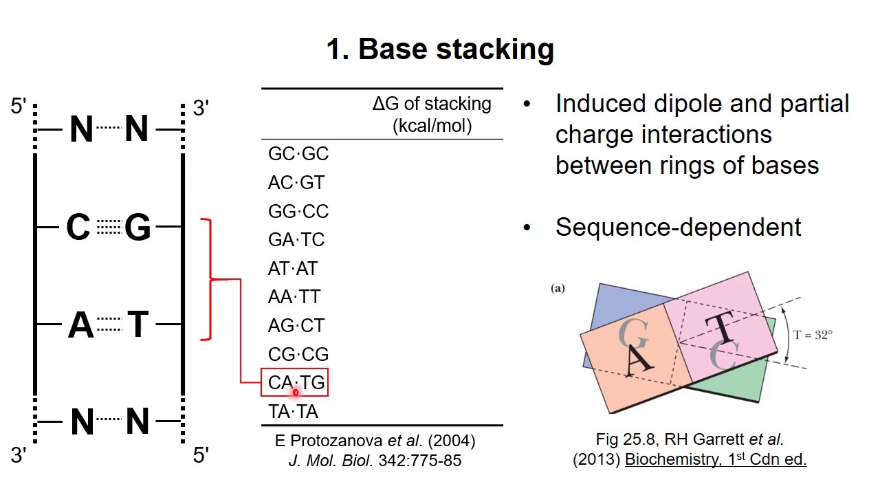 Nucleic Acid Structure 2 – Stability of DNA
