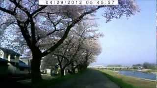 preview picture of video '岩手県花巻市内、パート1、平成24年の桜を堪能、春並木の下をドライブ'