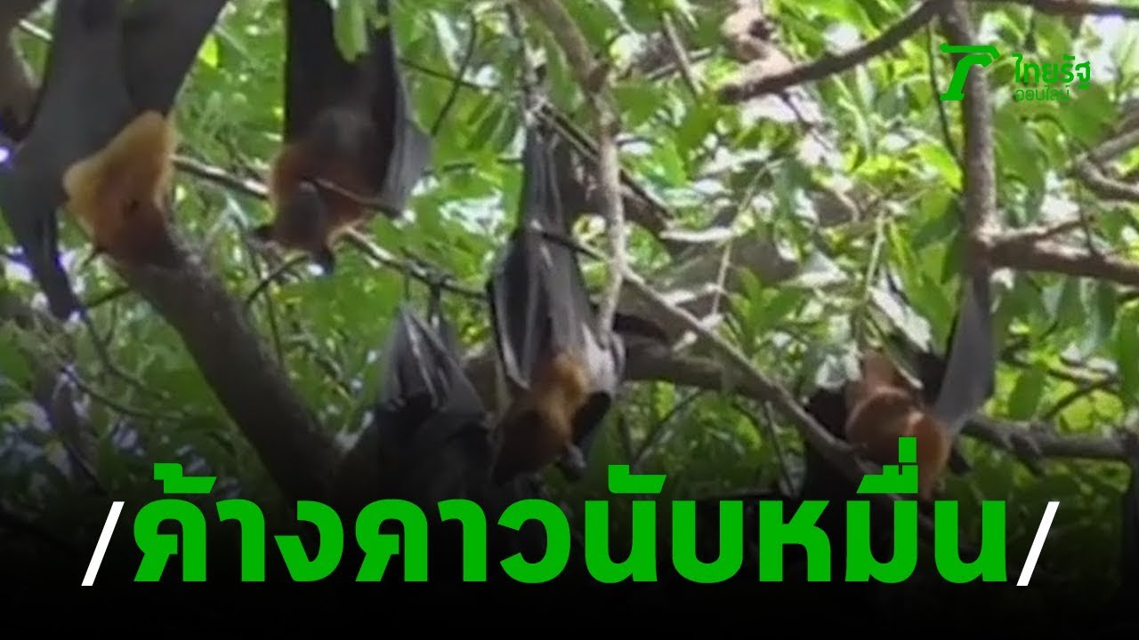 Bats at Wat Chantharam
