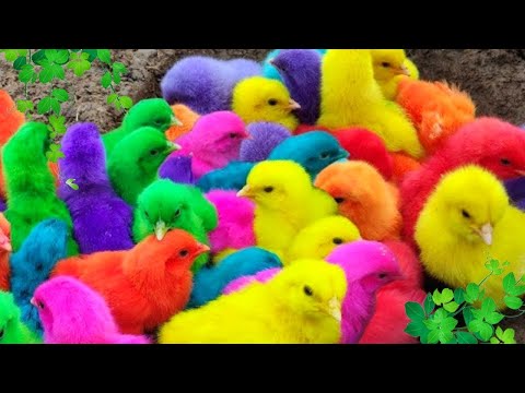 Tangkap Ayam Lucu, ayam warna warni, ayam rainbow, kelinci lucu, bebek lucu, ikan koi, Hewan Lucu