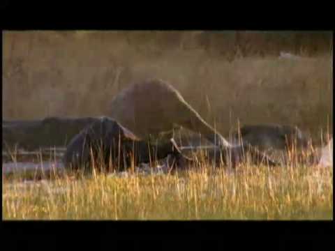 Rare Elephant Pool Play Seen