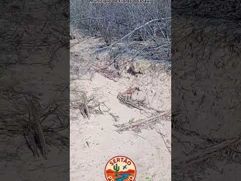 lagoa na localidade pocinhos município de Flores do Piauí #caatinga #sertão #nordeste#lagoa