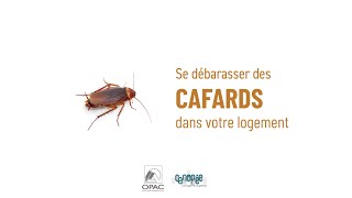 🐜 Comment se débarrasser des cafards dans mon logement ?