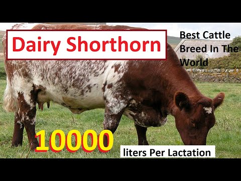 , title : 'Dairy Shorthorn Cattle breed | Best Cattle Breed For Milk Production In World 2021 |'