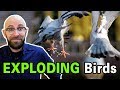 Does Dried Rice Or Alka Seltzer Really Cause Birds Stomachs To Explode