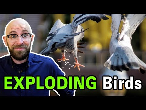YouTube video about: Does alka seltzer kill birds?