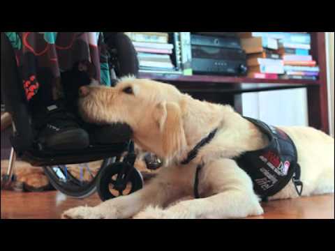 Animates Mobility Dogs