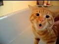 Official Video: Cat Bath Freak Out -Tigger the cat ...