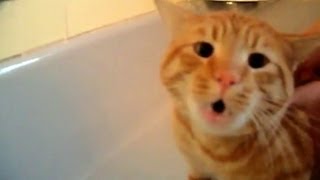 Official Video: Cat Bath Freak Out -Tigger the cat says 'NO!' to bath