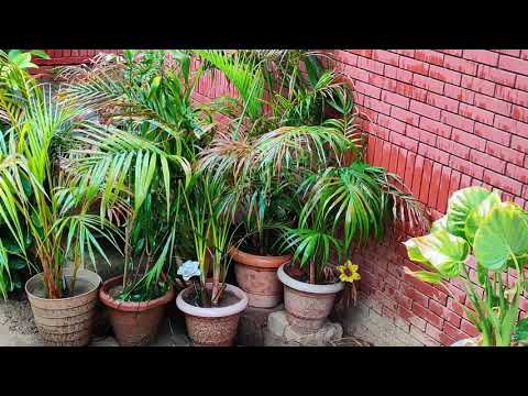 Karan Singh ?? ???? ??? ???? ?????? ?? ???? ???? ???