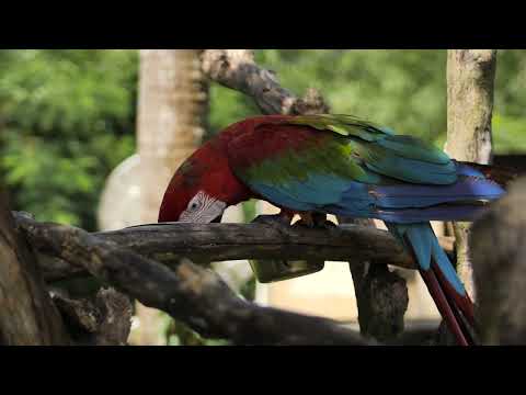 mixkit macaw parrot feeding on a branch 4669 medium