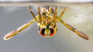 Backswimmer Insects Drag Prey Into the Upside Down | Deep Look