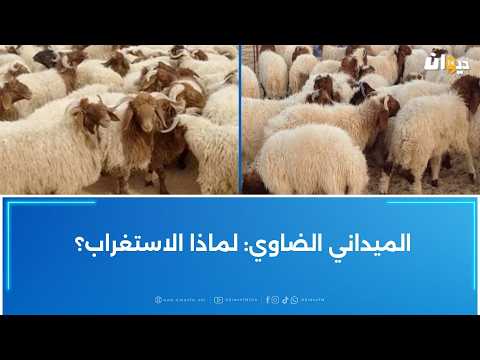 رئيس نقابة الفلاحين: أسعار الأضاحي يمكن أن تتراوح بين 800 د وتصل إلى مستويات أعلى بكثير 