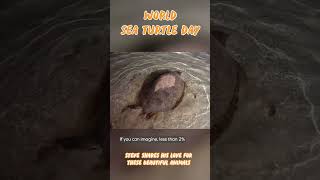 Throwback to some remarkable moments | International Sea Turtle Day