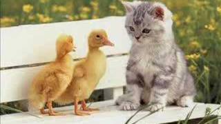Mike Monday - I Dream Of Ducks video