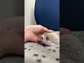 ハリネズミ（当店産ベビー：シナモン♀）懐っこいです♪のYouTubeサムネイル画像