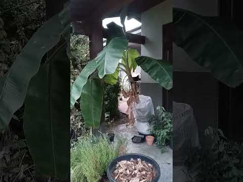 plante-exotique-bananier-fruits-bananes-jardin plante exotique