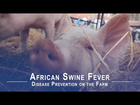 , title : 'Disease Prevention on the Farm: African Swine Fever'