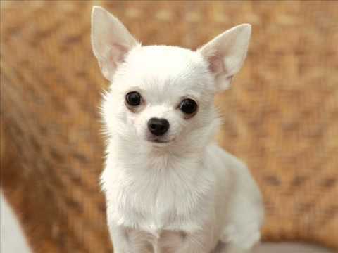 John laus - Gibu l- hawn