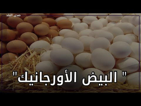 بعد انتقاد عمرو أديب.. ما الفرق بين البيض الأورجانيك والبيض العادي؟