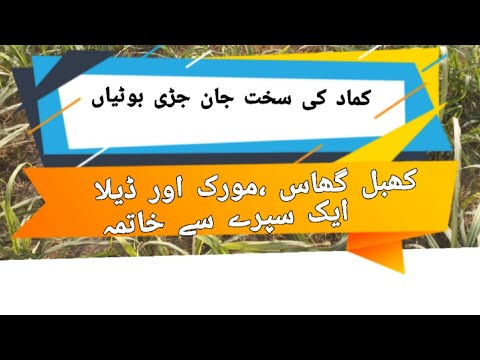 khabal ghass ko khatam krne ka tariqa #herbicide#weeds#sugarcane#khabalghass