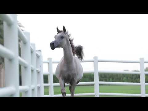 D TAHALEEL | Dubai Stud Auction 2022