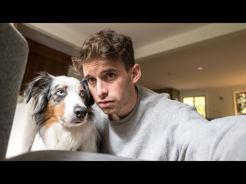 For those who regret getting a dog