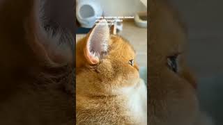 Download lagu story wa kucing sad|story wa motivasi #shorts #storywa mp3 Download lagu story wa kucing sad|story wa motivasi #shorts #storywa mp3