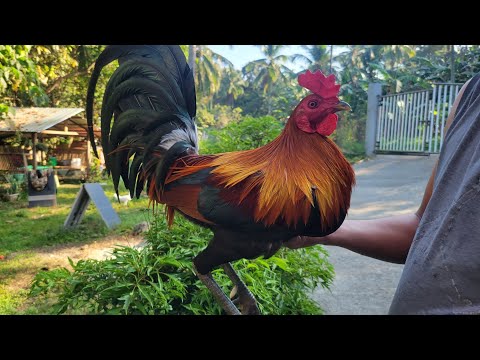 Tornado hatch over gilmore.magandang umaga po