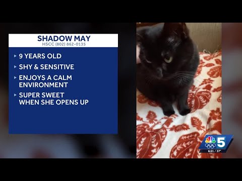 Pet Connection: Nov. 13, 2025 - YouTube