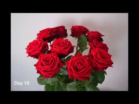 Brockhoff Pierrot - Red Naomi! Roses