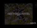 US English Joey TV Tokyo Anime Rights Management