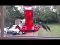 Hummingbirds at Daybreak
