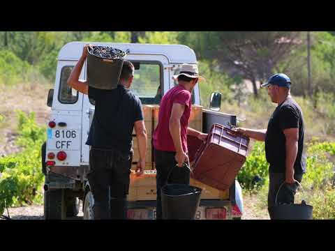 Mas Doix Harvest 2019