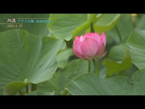 【佐賀県唐津市の風景：4K映像】アザメの瀬 ハスの花 [相知町佐里](令和4年6月27日撮影）