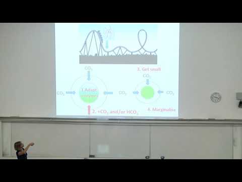 Challenger 2016 - The gigantic lithprint of Coccolithophores on Earth