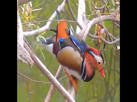 Hamsave hamsave hadu baa beautiful song with wonderful Bard's🦃🕊🐦