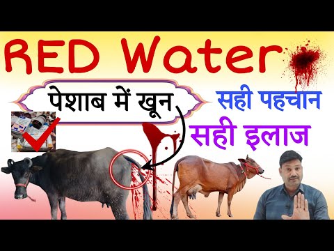 Blood in urine of cow and buffalo 😇 Correct treatment Red Water Disease in Cow treatment in Hindi