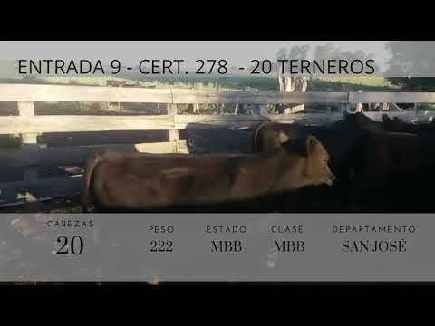 Lote 20 Terneros 14AA,  3AAxHE,  1HE,  2RA 222kg -  en Colonia america a 8 de cufre (san jose)