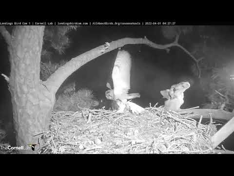 Savannah GHO Nest - Another part of Egret for breakfast