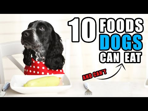 Foods Your Dog Can & Can't Eat | Talkin' Dogs List Show