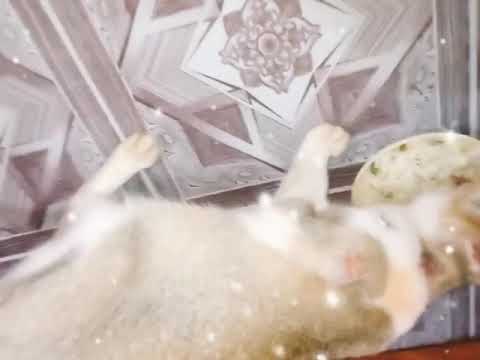 Batuk returned home after three months ||🙂my cat botuk