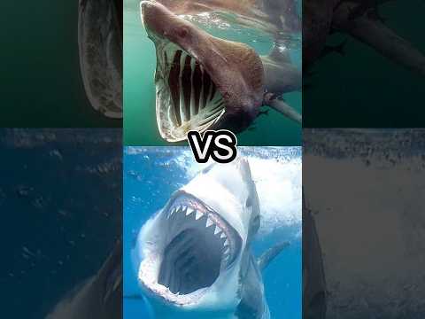 ブループシャーク VS ホオジロザメ、タイガーシャーク、シュモクザメ