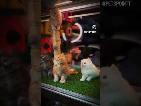 @ ansari _ tanzila 💖 # my cute cat 🐈💖💞