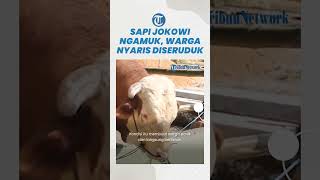Bikin Geger! Sapi Jokoki Berbobot 1 Ton Ngamuk Bak Banteng di Blora, Warga Lari Nyaris Diseruduk