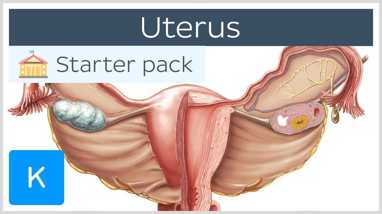 Uterus - Anatomy, Definition and Function - Human Anatomy | Kenhub