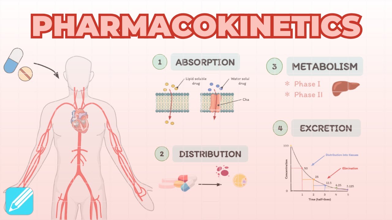 Pharmacokinetics: Absorption, Distribution, Metabolism & Excretion